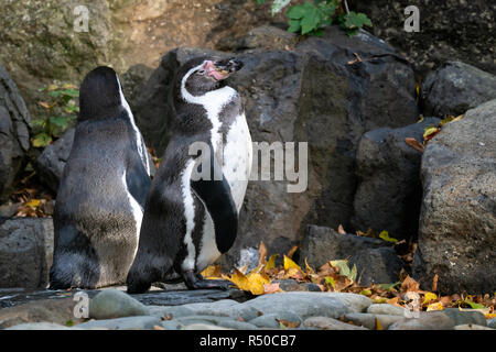 Pinguini Humboldt (Spheniscus Humboldti) in piedi sulle rocce Foto Stock