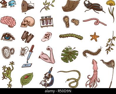 Laboratorio Scientifico in biologia. Il set di icone di ricerca biochimica. Le creature viventi organismi molecole. Medicina a scuola. Educazione e scienza. incisi disegnati a mano nel vecchio sketch in stile vintage. Illustrazione Vettoriale