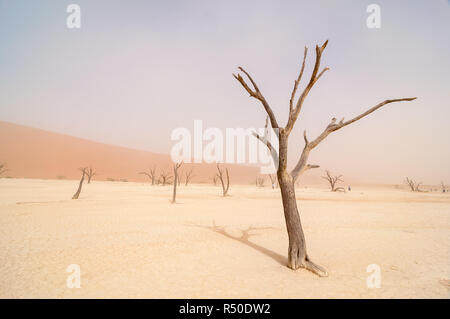 Camel thorn, Acacia erioloba, su Dead Vlei, giornata di vento e la sabbia in sospensione, Namibia Foto Stock