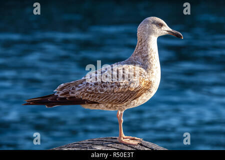 Seagull in piedi Foto Stock