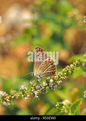 La parte inferiore del parafango di marrone Argus butterfly (Aricia agestis) alimentazione su fiori selvaggi in Toscana, Italia Foto Stock