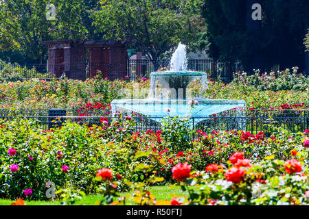 Fontana d'acqua circondato da bellissime rose, il Comunale Giardino di Rose, San Jose, South San Francisco Bay Area, California Foto Stock