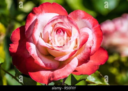 Close up di rosa con rosso e velluto Bianco cercando petali di fiori che sbocciano in San Jose Municipal Rose Garden in una giornata di sole, California Foto Stock
