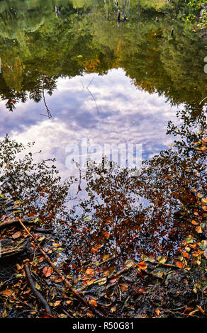 La riflessione sulla riva del lago di foresta. Foto Stock