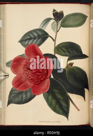 Camellia japonica anemoniflora. Il Cabinet di botanica, costituito da delineations colorate di piante provenienti da tutti i paesi, con un breve resoconto di ciascuna, ecc. Da C. Loddiges e figli ... Le piastre di G. Cooke. vol. 1-20. Londra, 1817-33. Fonte: 443.b.10, vol.6, no.537. Autore: Cooke, George. Foto Stock