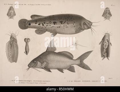 Illustrazioni di pesci trovati in Egitto. Descrizione de l'EÌgypte : unità organizzativa, Recueil des osservazioni et des recherches qui ont eÌteÌ faites en EÌgypte pendant l'expeÌdition de l'armeÌe francÌ§aise publiÃ /© par les ordres de Sa MajestÃ© l'Empereur NapolÃ©su le Grand. Parigi : Impr. impÃ©riale, 1809-1828. Histoire Naturelle,catfish,. Fonte: 1899.k.1 la piastra 112. Lingua: Francese. Foto Stock