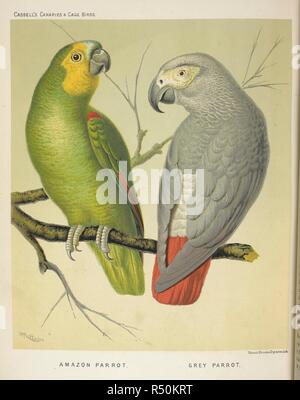 Amazon parrot. Pappagallo grigio. Il libro illustrato di canarini e Cage-Birds, britannici e stranieri. Da W. A. Blakston, W. Swaysland e A. F. Wiener. [Con piastre.]. Londra : Cassell & Co., [1877-1880]. Fonte: 7285.h.1 pagina di fronte 435. Autore: Blakston, W. A.Rutledge, William. Foto Stock