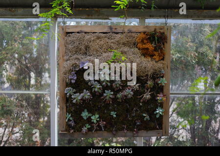 Incorniciata Succulent Wall Garden Foto Stock