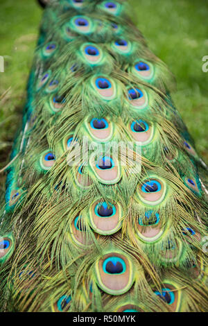 Penne di pavone close up Foto Stock