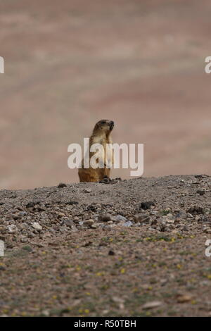 Gopher piccolo mammifero africano animale Foto Stock