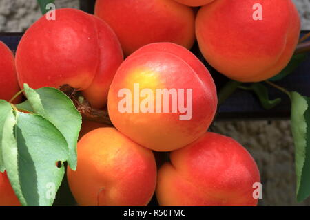 Prunus armeniaca albicocca rami di albero pieno di fritte, maturazione delle albicocche e il verde delle foglie sugli alberi durante la stagione estiva Foto Stock