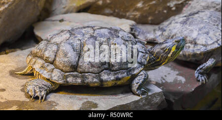Cumberland slider turtle in primo piano seduta su una pietra, rettili tropicali pet da America Foto Stock