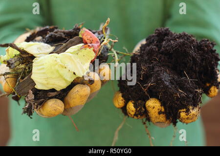 Prima e dopo il compost. Il compost realizzato con giardino e rifiuti di cucina con materiali di cartone (L) si decompone in un ricco suolo casalingo supplemento (R) Foto Stock