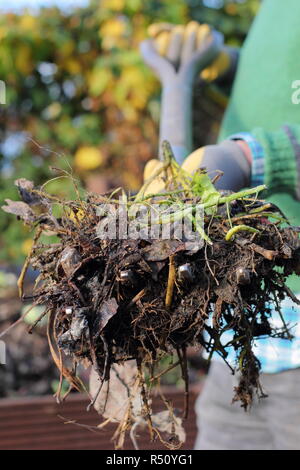 Un giardino composter viene girata per aerare il contenuto, garantendo una ricca e ben bilanciata, humus Foto Stock