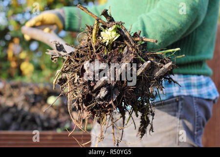 Un giardino composter viene girata per aerare il contenuto, garantendo una ricca e ben bilanciata, humus Foto Stock