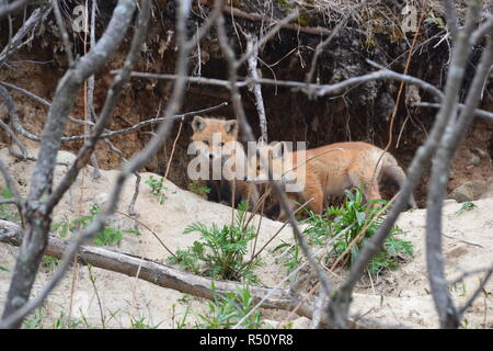 Red Fox cuccioli Foto Stock