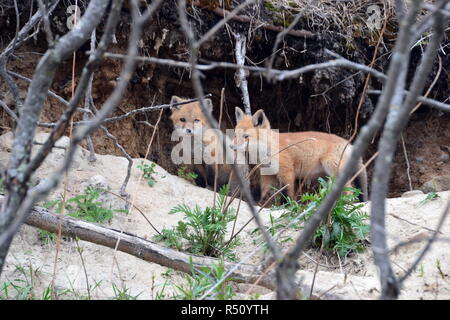 Red Fox cuccioli nel nord del Minnesota che cercano un po' di avventura Foto Stock