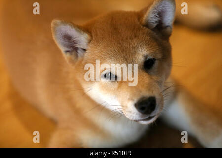 Shiba Inu cane guarda alla fotocamera Foto Stock