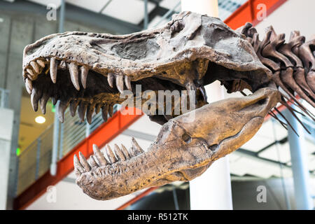 Tyrannosaurus Rex di fossili di dinosauri. Un fossile di dinosauro cranio del Tyrannosaurus rex contro un sfondo non focalizzato, evento di estinzione. Foto Stock