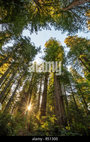 Alberi di Sequoia in Lady Bird Johnson Grove, Redwoods nazionali e i parchi statali della California. Foto Stock