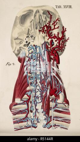 Disegno anatomico. Retro del cranio. Sistema muscolare. La colonna vertebrale. Planches anatomiques du corps humain executeÌes dâ€™apreÌ€s les naturelles dimensioni. Parigi Francia 1826. Stampa anatomica del corpo umano con dimensioni naturali. Retro del cranio. Sistema muscolare. La colonna vertebrale. ANTOMMARCHI, C. Francesco. Planches anatomiques du corps humain executeÌes dâ€™apreÌ€s les dimensioni naturelles, accompagneÌes dâ€™ONU texte explicatif ... PublieÌEs par le cte de Lasteyrie. (Spiegazione des planches anatomiques, ecc.). Fonte: 1899.h.24 Tab.28 fig. 2. Lingua: Francese. Foto Stock