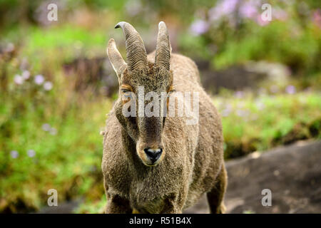 Scena amorosa di Nilgiri Tahr guardando attraverso i cespugli fioriti di Eravikulam National Park, Munnar Kerala, India Foto Stock