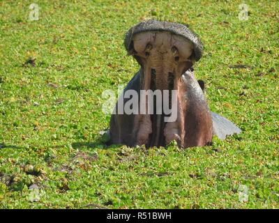 Hippo godendo di acqua con la bocca aperta Foto Stock