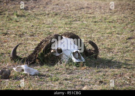 vecchia testa di bufalo che giace sulla savana Foto Stock