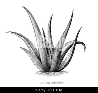 Aloe vera mano disegnare botanico vintage clip art isolati su sfondo bianco Illustrazione Vettoriale