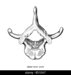 Infantile vertebra toracica vista superiore anatomia disegnare a mano vintage clip art isolati su sfondo bianco Illustrazione Vettoriale