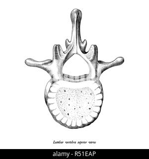 Vertebra lombare superiore prospettiva anatomia disegnare a mano vintage clip art isolati su sfondo bianco Illustrazione Vettoriale