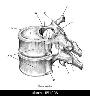 Vertebra toracica anatomia illustrazione vintage clip art isolato su sfondo bianco con descrizione Illustrazione Vettoriale