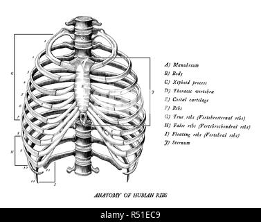 Anatomia delle nervature umana disegnare a mano vintage clip art isolati su sfondo bianco Illustrazione Vettoriale