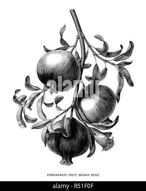 Frutto di melograno ramo vintage botanico illustrazione incisione isolati su sfondo bianco Illustrazione Vettoriale