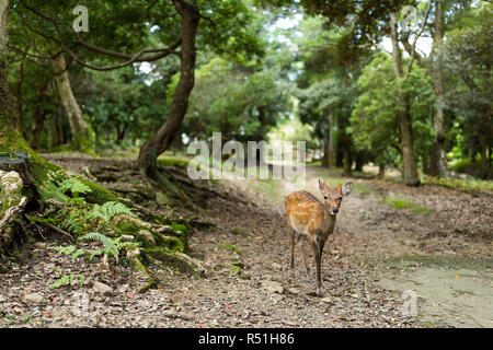 Carino cervi nel tempio giapponese Foto Stock