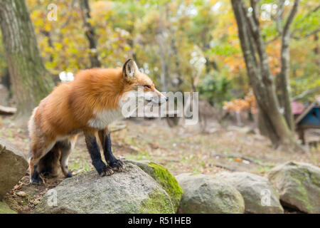 Red Fox permanente sulla roccia Foto Stock