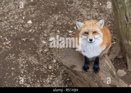 Bella Fox guardando in alto Foto Stock