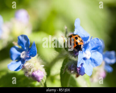 Una coccinella shell sulla sommità di alcuni piccoli fiori blu al di fuori di dimenticare me not in primavera la luce del giorno. Foto Stock