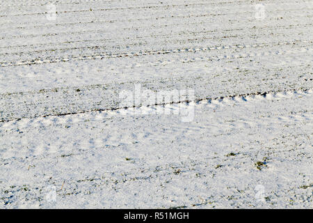 Coperto di neve arare il terreno su cui cresce una nuova giovane Verdi germogli di grano, primo piano Foto Stock