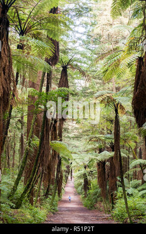 Rotorua Redwood passeggiata nella foresta Foto Stock