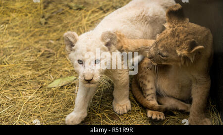 Un bianco e bruno LION CUB giocare in una penna in un animale renab centro in Sud Africa. Foto Stock