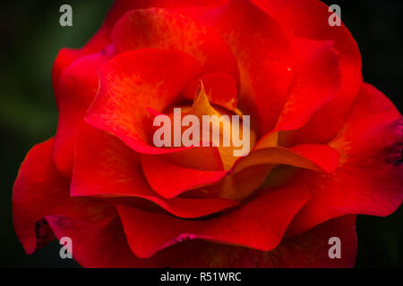 Primo piano di una rosa rossa, simbolo per amore e romanticismo Foto Stock