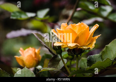 Close up arancione rosa; sfondo sfocato Foto Stock
