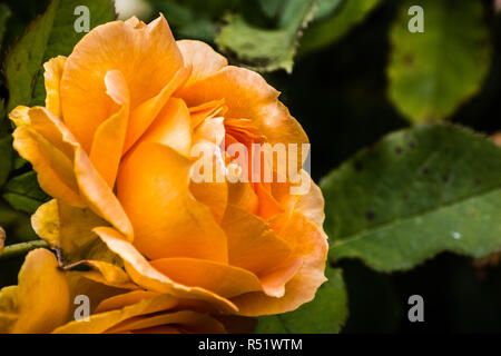 Close up arancione rosa; sfondo sfocato Foto Stock