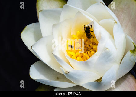 Close up di bianco grande giglio di acqua con il miele delle api pollinici; lo sfondo scuro Foto Stock