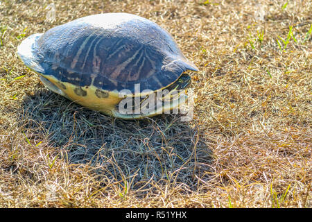 Un grande dipinto di Turtle in Orlando Florida Foto Stock