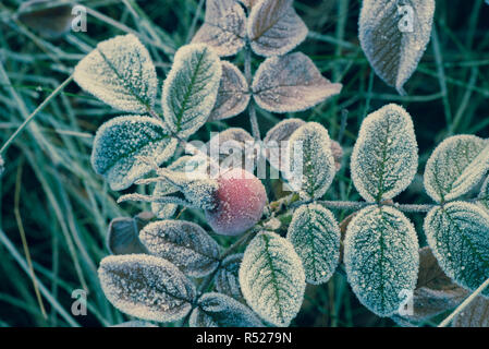 Foglie di rose e fianchi ricoperti di brina macro messa a fuoco selettiva Foto Stock