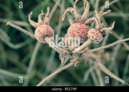 Foglie di rose e fianchi ricoperti di brina macro messa a fuoco selettiva Foto Stock