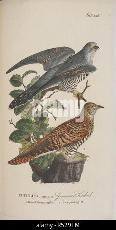 Cuculus canorus.Common cuculo. J. A. Naumann ... Naturgeschichte der VoÌˆgel Deutschlands, nach eigenen Erfahrungen entworfen. Durchaus umgearbeitet, ... sehr vermehrt ... und ... aufs Neue herausgegeben von ... J. F. Naumann. (Fortsetzung der NachtraÌˆge, ZusaÌˆtze und Verbesserungen von Dr. J. H. Blasius, il Dott. E. Baldamus und Dott F. Sturm.) [Con le piastre colorate.]. Leipzig ; Stuttgart, 1822-60. Fonte: 1257.h.1-13, vol.V piastrina 128 opp.pagina 162. Lingua: tedesco. Autore: Naumann, Johann Andreas. Foto Stock