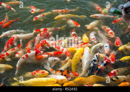 Uno spettacolare pesce Koi in stagno Foto Stock